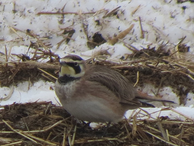 Horned Lark - 2/8/2015, Cogan House Twp © Bobby Brown