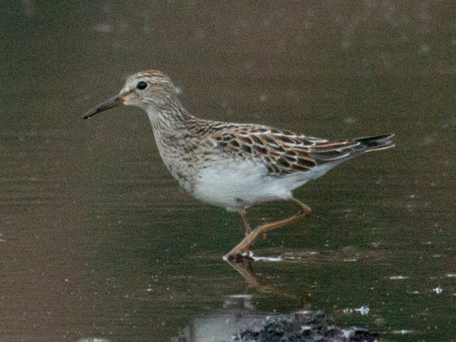 Pectoral Sandpiper - 9/22/2015, Indian Park © David Brown