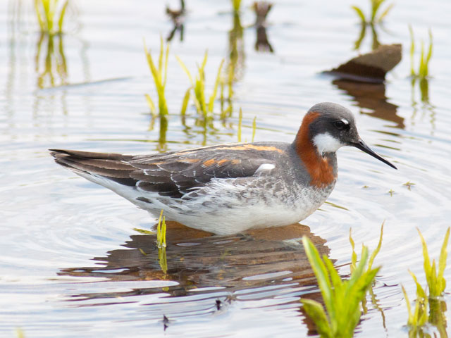 Red-necked Phalarope - 5/11/2015, Mill St. © David Brown
