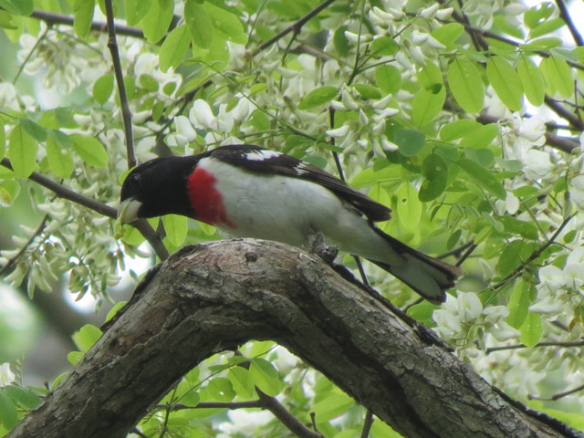 Rose-breasted Grosbeak - 5/20/2015, Canfield Island Trail © Bobby Brown