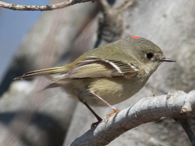 Ruby-crowned Kinglet - 4/24/2014, Rose Valley Lake © David Brown