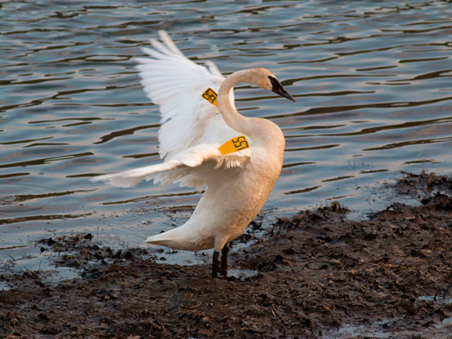 Trumpeter Swan L55, Williamsport Dam © David Brown