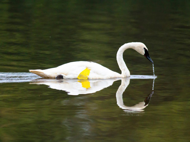 Trumpeter Swan M05, Muncy Boat Launch © David Brown